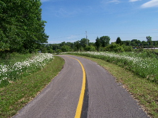 Bike Trail Daisies